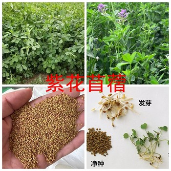 哪里有苜蓿草種子