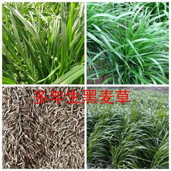 哪里有黑麥草種子