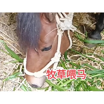 苜蓿草種子多少錢一斤？哪里有賣苜蓿草種子的