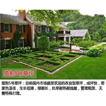 四季草坪種子品種與草坪種子價(jià)格