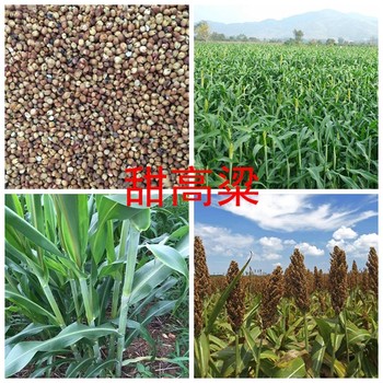 種草養(yǎng)驢選擇甜高粱牧草種子