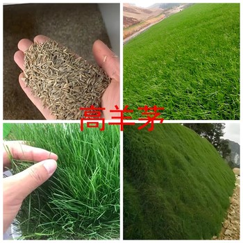 高羊茅種子多少錢一斤？哪里有賣高羊茅種子