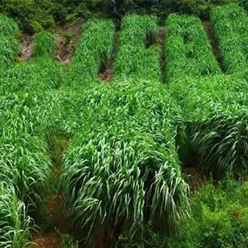 冬牧黑麥草種子多少錢一斤？哪里有賣冬牧70黑麥草種子
