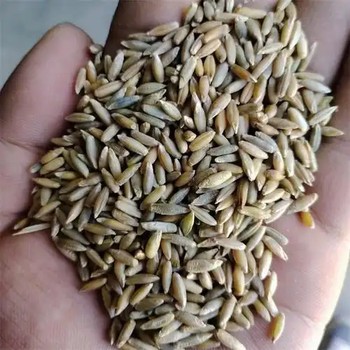 冬牧黑麥草種子多少錢一斤？哪里有賣冬牧70黑麥草種子