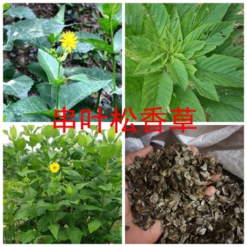 串葉松香草種子多少錢一斤？哪里有賣串葉松香草種子