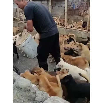 廣東肉狗價(jià)格肉狗養(yǎng)殖場(chǎng)