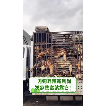 徐州肉狗養(yǎng)殖場肉狗苗多少錢一只肉狗好養(yǎng)么