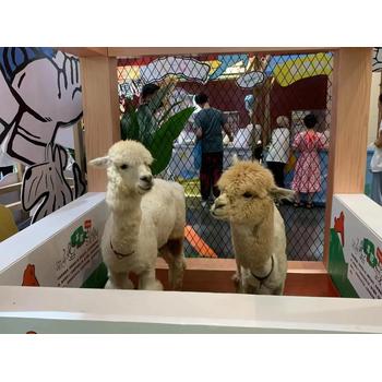 羊駝出租基地寵物小動物表演管理方便品種豐富多樣