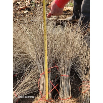 水臘基地80公分高紫葉水臘金葉水臘適宜新疆氣候種植綠籬