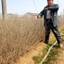 水臘基地80公分高紫葉水臘金葉水臘適宜新疆氣候種植綠籬