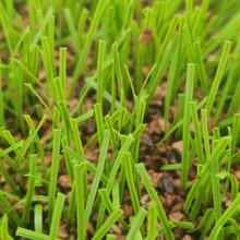 FIFA足球場(chǎng)人造草坪植物基軟木顆粒