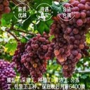 出國(guó)打工澳大利亞55歲以內(nèi)包吃包住4年合同工資月結(jié)