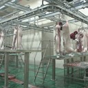 澳洲屠宰場急招雇主直聘合法工簽包吃住月結(jié)工資項目有保障