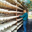 出國打工就來加拿大采蘑菇合法工簽包吃包住工資月結(jié)長期合同