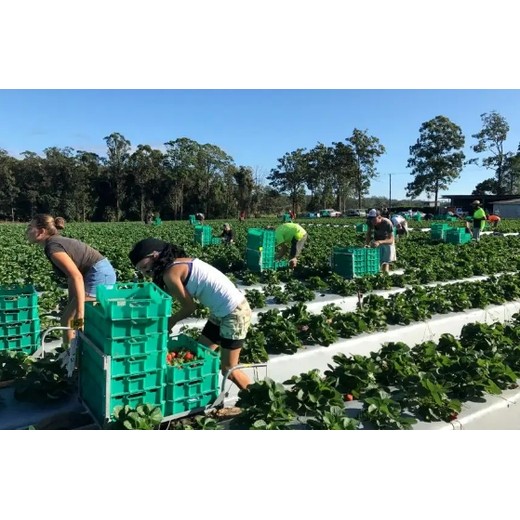 澳大利亞農場采摘工合法工簽包吃包住工資月結