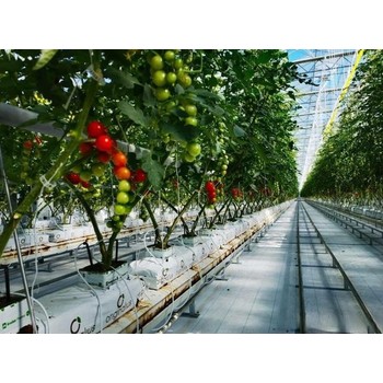 澳大利亞農場，種植工，水電工，采摘工，月入3.6W起