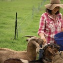 年齡55歲以?xún)?nèi)去澳大利亞農(nóng)場(chǎng)打工包吃包住合法工簽工資月結(jié)