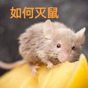 上海閔行商場(chǎng)辦公樓除蟲滅鼠?消殺消毒除蟑螂