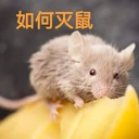 上海閔行商場(chǎng)辦公樓除蟲滅鼠?消殺消毒除蟑螂