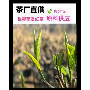 茶葉批發(fā)