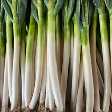 山東萬畝大蔥采購供應(yīng)！大量上市！圖片
