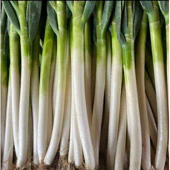 山東萬畝大蔥采購供應！大量上市！