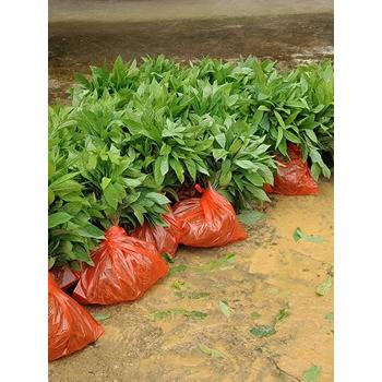 黃花倒水蓮種苗15到20厘米高