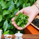 六堡茶批發(fā)價(jià)格區(qū)間全解析：您的專屬茶園直供優(yōu)選！