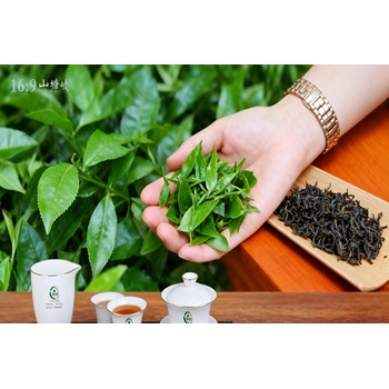 六堡茶批發(fā)價格區(qū)間全解析：您的專屬茶園直供優(yōu)選！