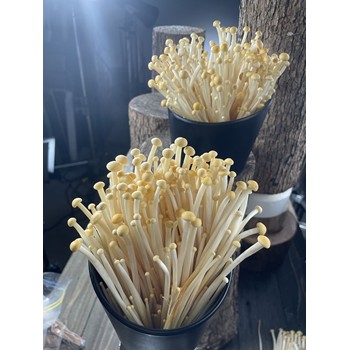 黃色金針菇/原色金針菇/黃金針菇/老品種金針菇