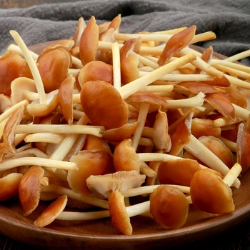 山茶茸/山茶菇/山茶菌/琥珀菌