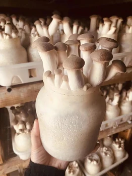 杏鮑菇/皇冠杏鮑菇