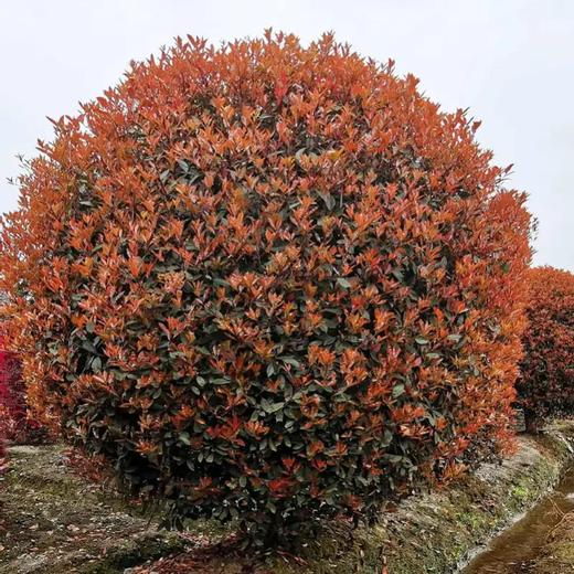 山東紅葉石楠球耐旱性強、臨沂1.2米紅葉石楠球價(jià)格不貴易成活
