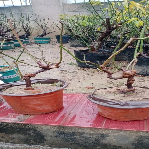 龍游梅盆景龍游梅盆栽造型龍游梅海量供應、視頻選苗不花冤枉錢