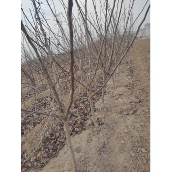 泰安山楂樹苗量大