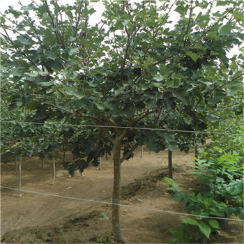 泰安山楂樹苗量大