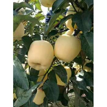 泰安蘋果樹苗種植管理