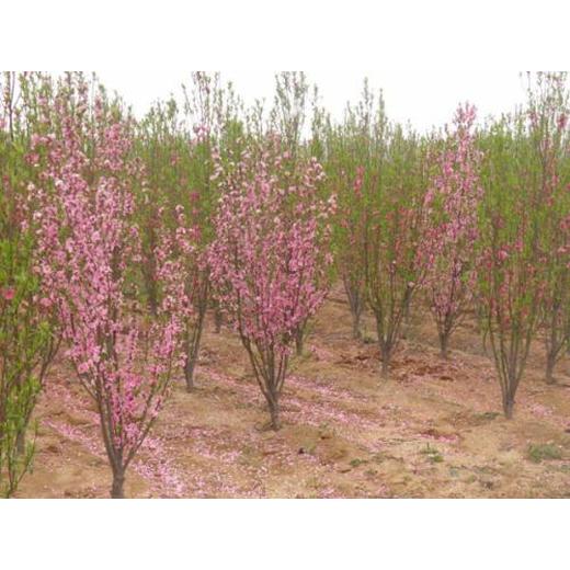 泰安龍珠碧桃價(jià)格