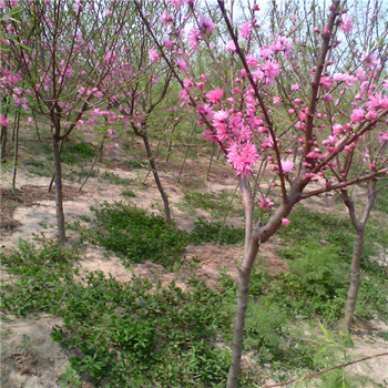 泰安菊花碧桃基地