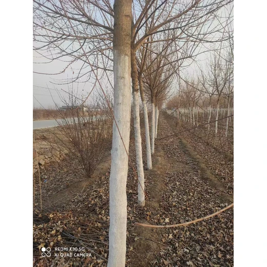 泰安五角楓規(guī)格全