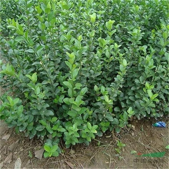 山東衛(wèi)矛基地