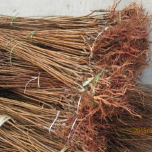 山東荷蘭香蜜杏樹苗圖片