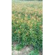 mmexport1751963754436