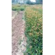 mmexport1751963760368