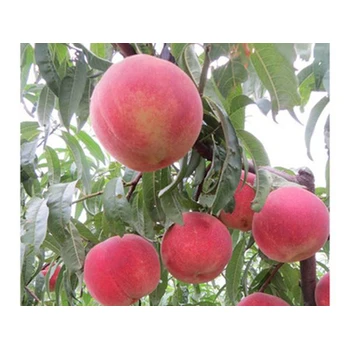 泰安玉妃桃樹苗介紹