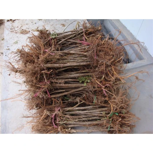 山東無(wú)花果苗基地