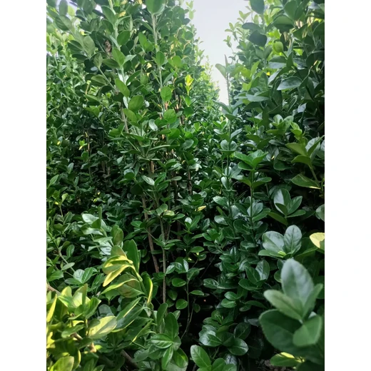 山東泰安北海道黃楊