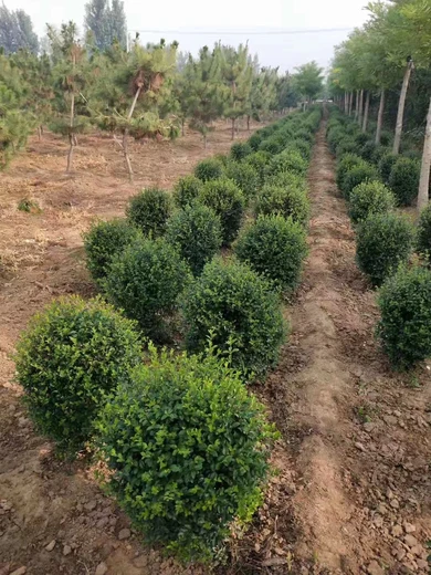 泰安水蠟球基地