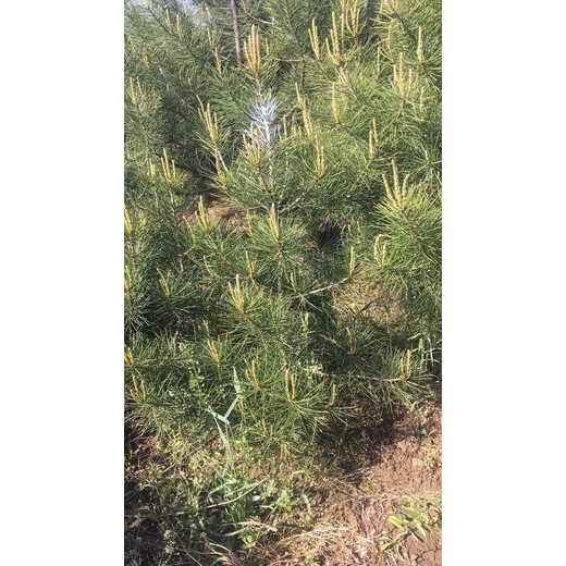 泰安白皮松價格