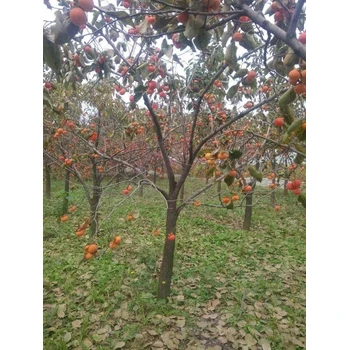 泰安柿子樹價(jià)格